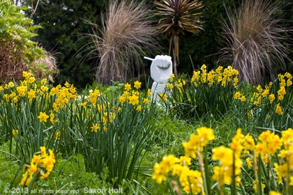 Tazetta daffodils in spring meadow garden with narcissus 'Falconet'